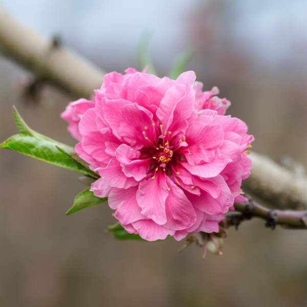 桃花