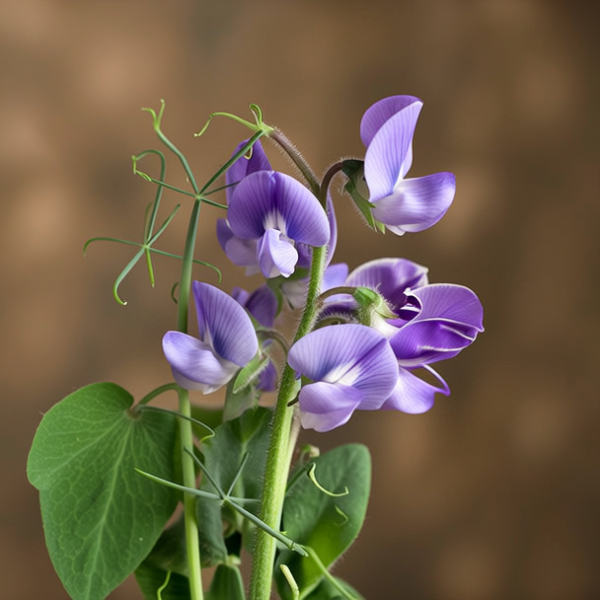 紫花豌豆