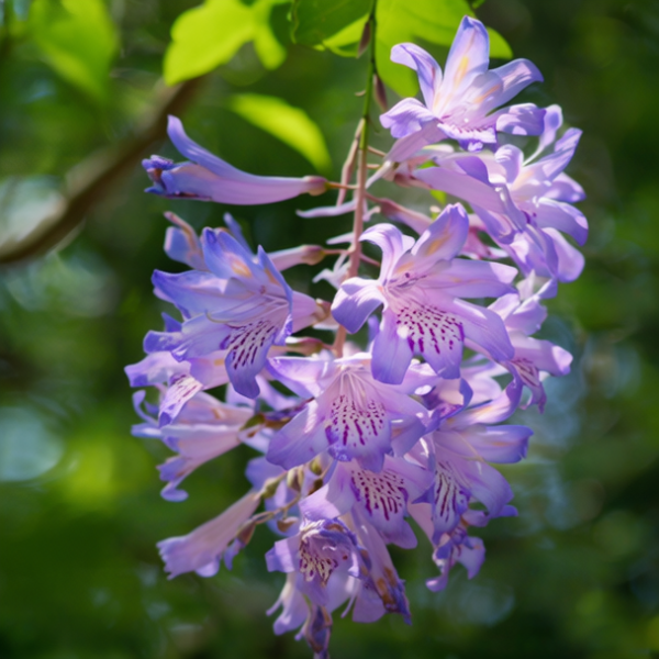 紫花泡桐